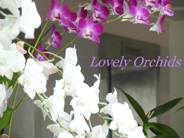 Thumbnail for Orchid